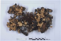 藏品(斑葉衣屬)的圖片